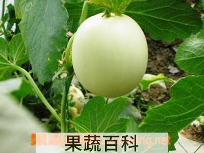 果蔬百科甜瓜