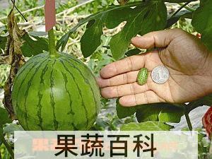果蔬百科西瓜