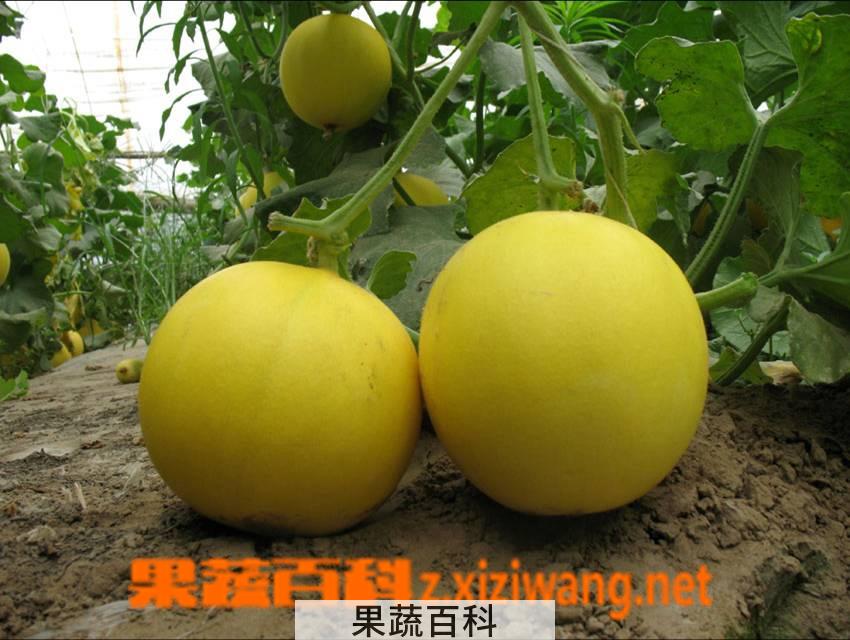 果蔬百科甜瓜