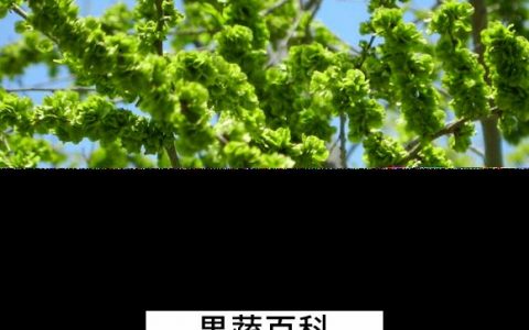 榆钱的营养价值功效与作用 榆钱的营养价值及功效