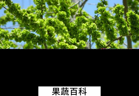 果蔬百科榆钱的营养价值与功效