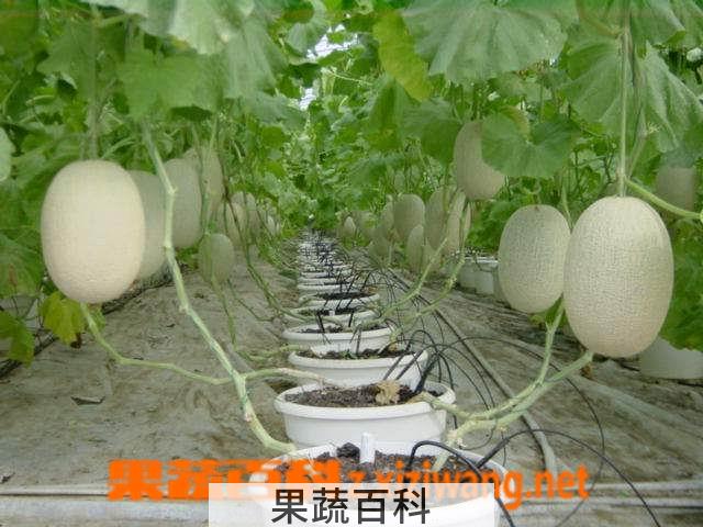 果蔬百科甜瓜