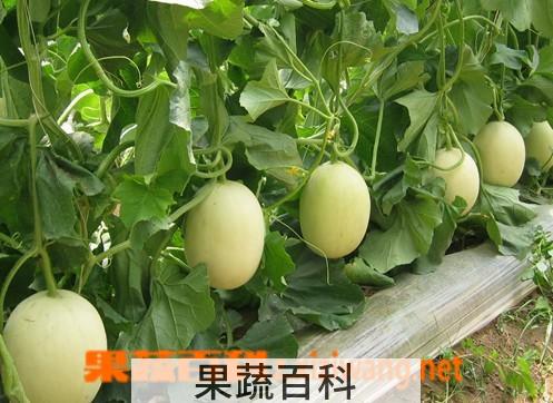 果蔬百科甜瓜