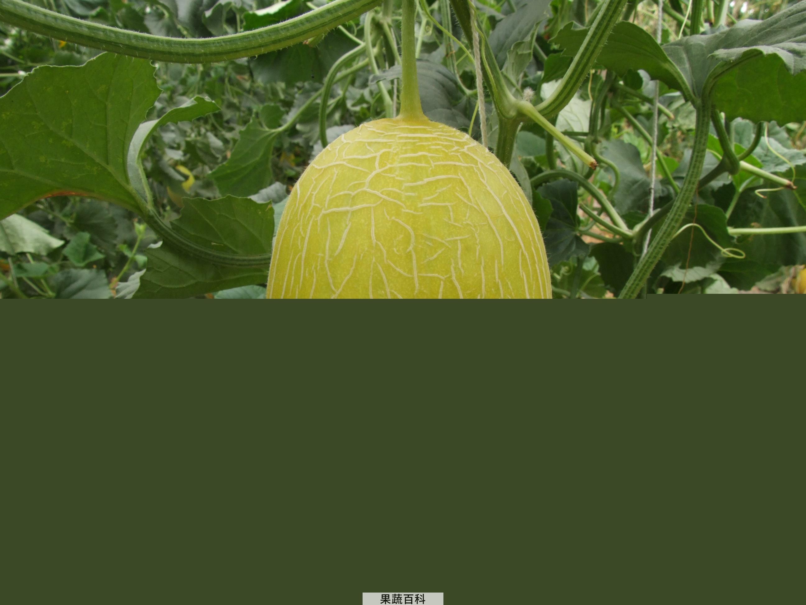 果蔬百科甜瓜