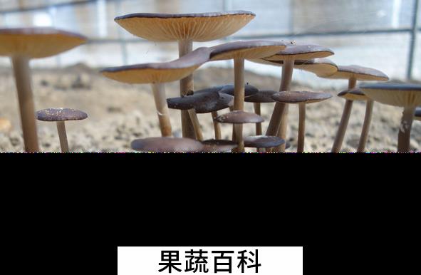 果蔬百科长根菇的功效与作用