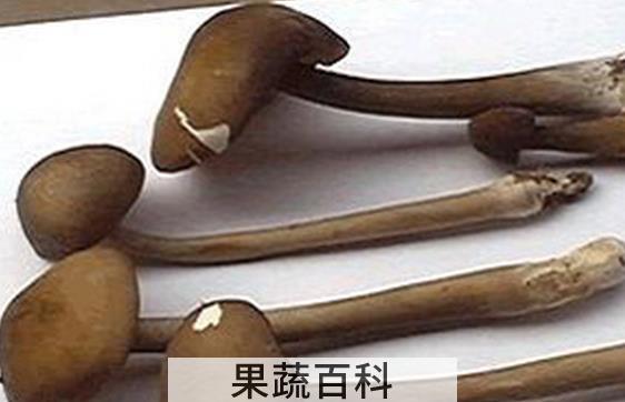 果蔬百科长根菇怎么做好吃