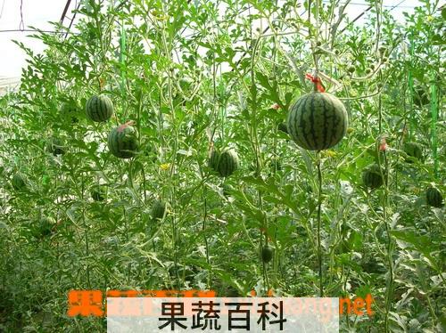果蔬百科西瓜