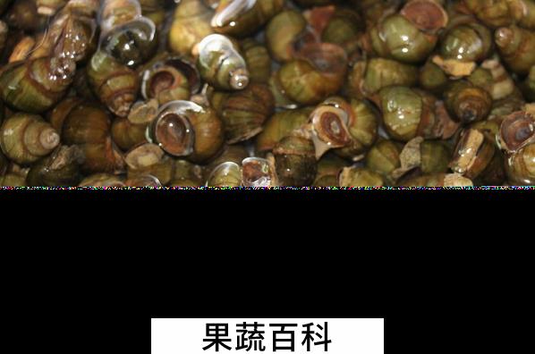 果蔬百科石螺的功效与作用