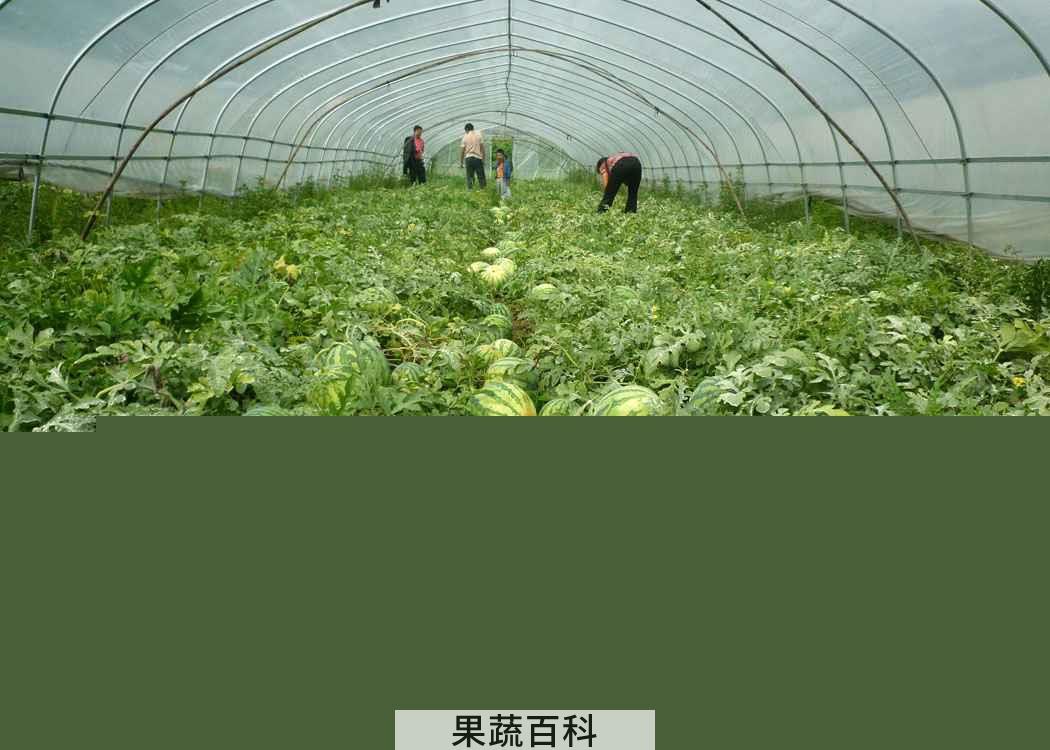 果蔬百科西瓜