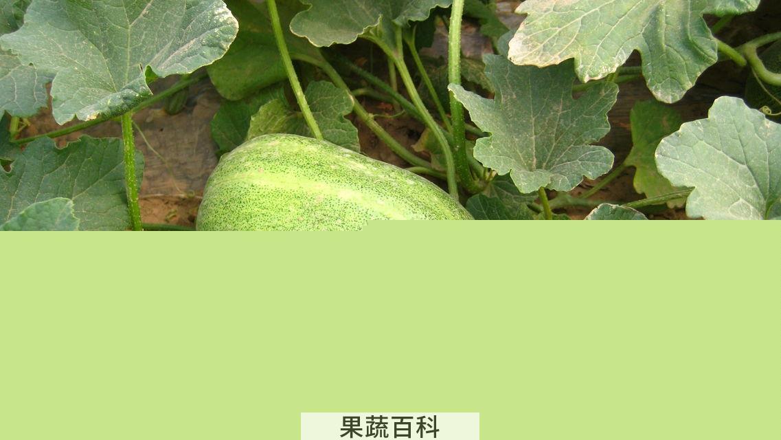 果蔬百科香瓜