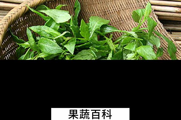 果蔬百科灰条菜