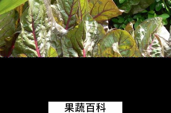 果蔬百科牛皮菜怎么做好吃