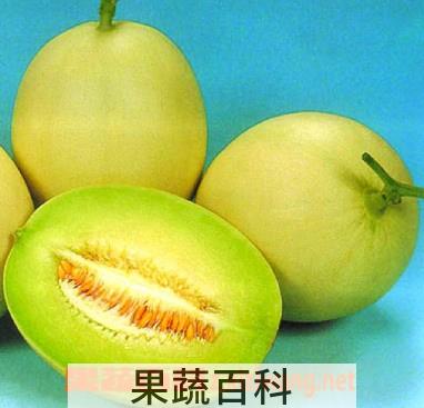 果蔬百科黄河蜜