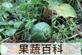 果蔬百科香瓜