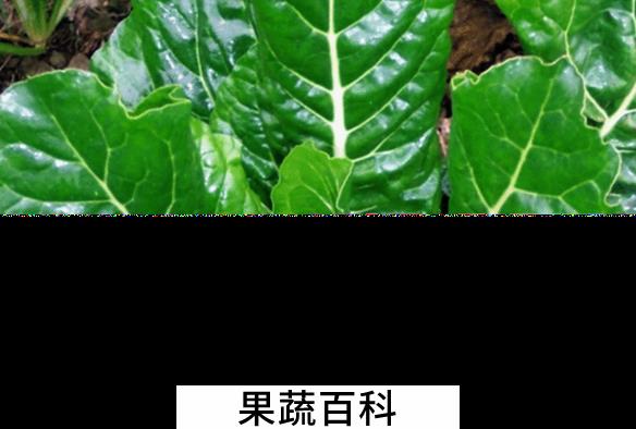 果蔬百科牛皮菜的营养价值与功效