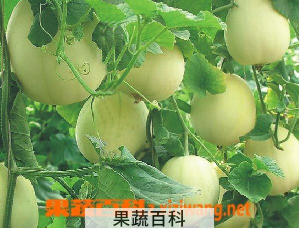 果蔬百科香瓜