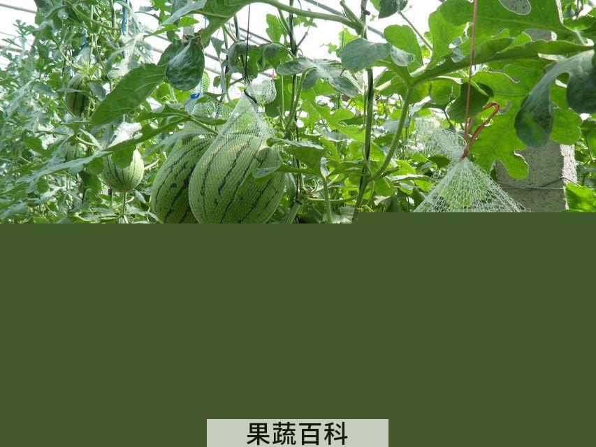 果蔬百科西瓜
