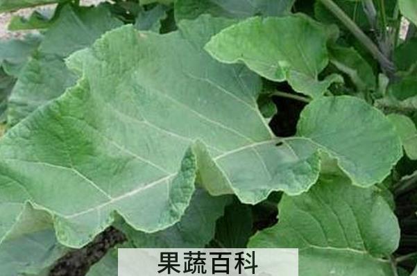 果蔬百科牛蒡叶的功效与作用