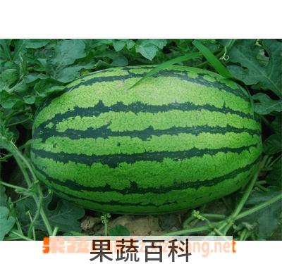 果蔬百科西瓜