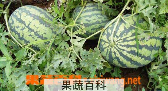 果蔬百科西瓜