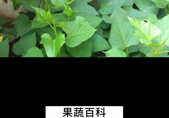 果蔬百科红薯苗的功效与作用