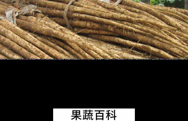 果蔬百科牛蒡的功效与作用