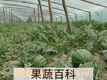 果蔬百科西瓜