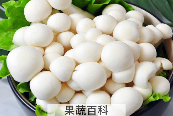 果蔬百科白玉菇的功效与作用