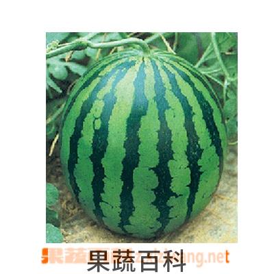 果蔬百科西瓜