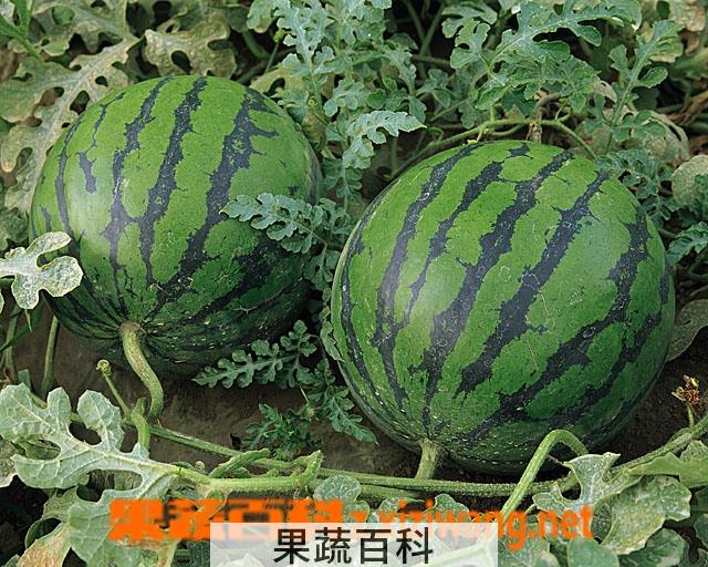 果蔬百科西瓜