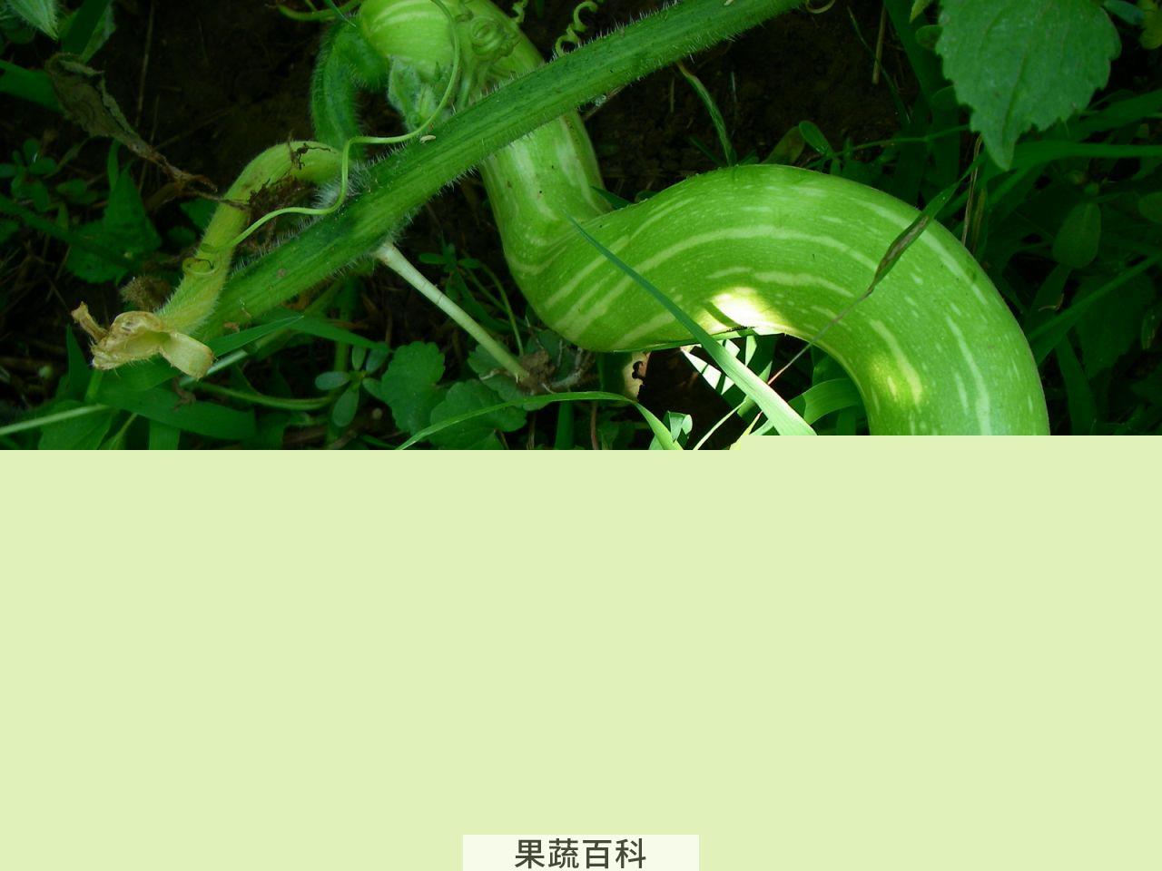 果蔬百科蛇瓜