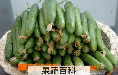 果蔬百科乳瓜