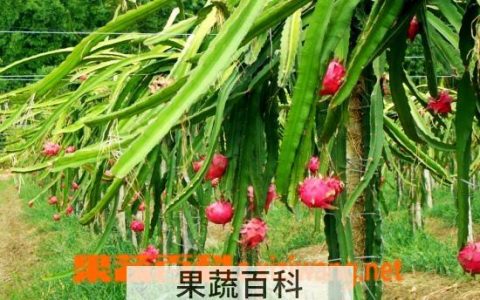 火龙果的营养和功效与禁忌 火龙果的吃法和功效