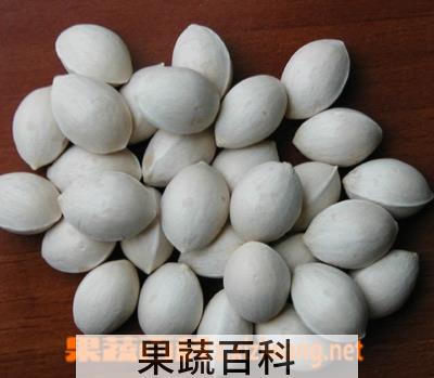 果蔬百科白果仁