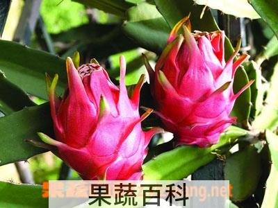 果蔬百科火龙果