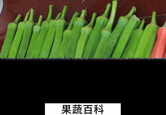 果蔬百科秋葵的药用功效