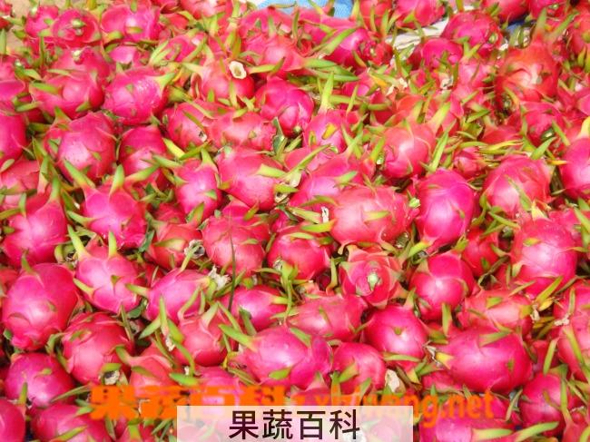 果蔬百科火龙果