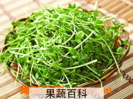果蔬百科豆苗的功效与作用