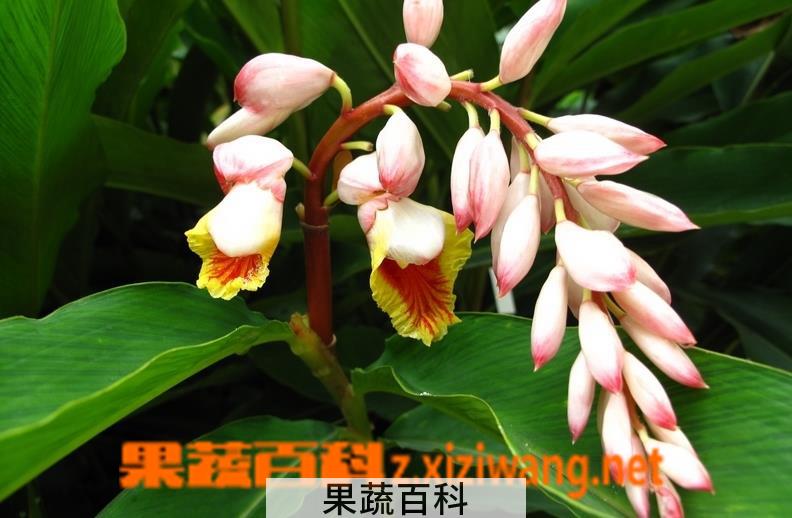 果蔬百科艳山姜的功效与作用
