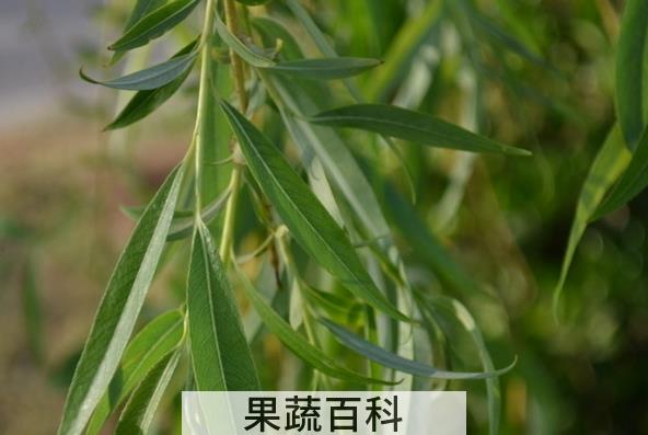 果蔬百科柳叶的功效与用法