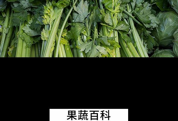 果蔬百科旱芹的功效与作用