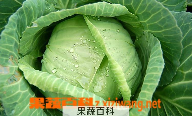 果蔬百科卷心菜的功效与作用