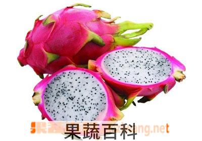 果蔬百科火龙果