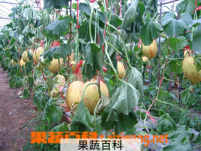果蔬百科哈密瓜