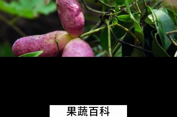果蔬百科八月瓜的功效与作用