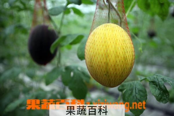 果蔬百科美人瓜