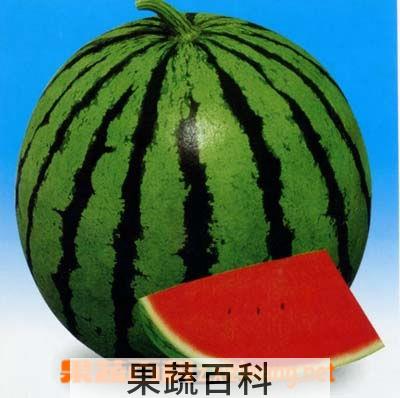 果蔬百科西瓜