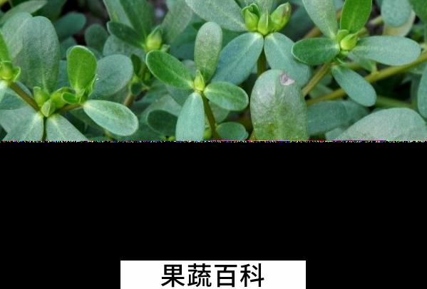 果蔬百科马齿苋的药用价值与功效