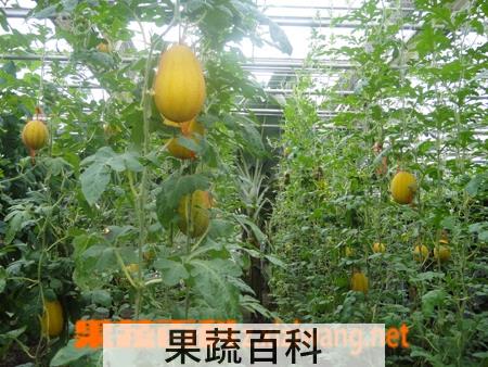 果蔬百科美人瓜