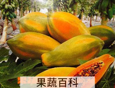 果蔬百科木瓜